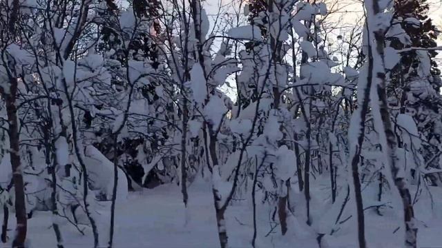 Прогулка. Парк. Мурманская область, г. Кировск. Хибины. Заполярье. 3 февраля 2023. смотреть онлайн