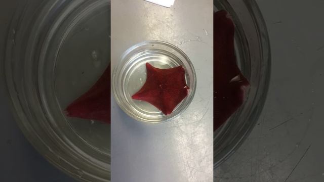 Phylum Echinodermata Class Asteroidea смотреть онлайн