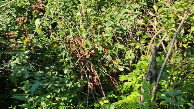 Обзор хозяйства на проекте М.Лужки. 04082023. Картошка созрела, а выбирать рановато.