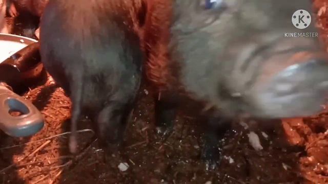 Пересадили козлят. Поросята учатся кушать.Многоножная ползающая фигня на снегу. смотреть онлайн