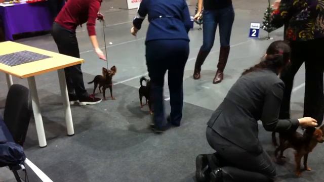 Рыся CACJun сравнение смотреть онлайн