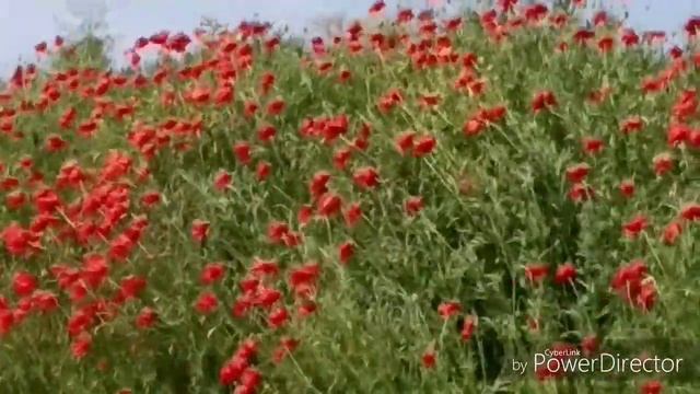 Маки, маки красные маки... смотреть онлайн