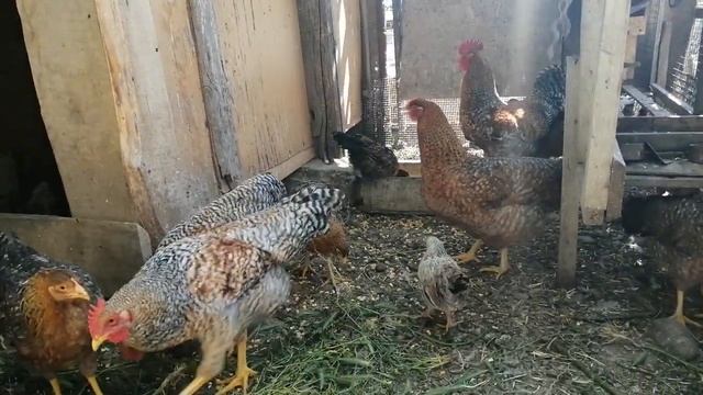 Билыфельдер куры. Bielefelder kennhun. смотреть онлайн