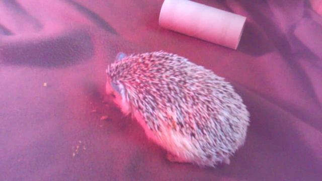 Spike the Hedgehog anointing смотреть онлайн