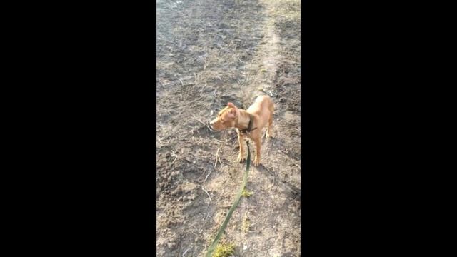 Об нее тyшили бычки, а она продолжала верить в людей... смотреть онлайн