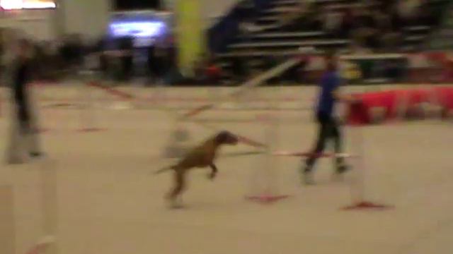 A3 Large - Сидорова Светлана и выжла Флора смотреть онлайн