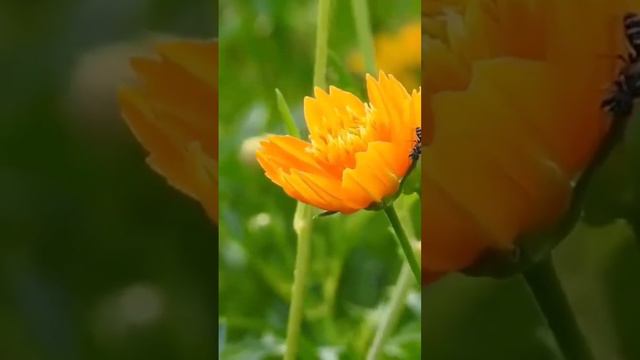 درود شریف#💞میرے پیارے دوستوں سبسکرایب کرو смотреть онлайн