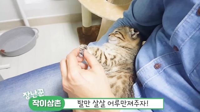 새끼고양이 발톱을 보는 가장 쉬운 방법 | 발 젤리 중독 일상 смотреть онлайн