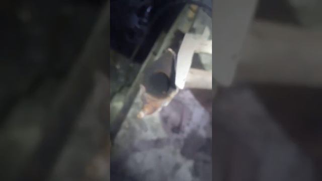 хендай акцент ремонт суппорта тормозного перед смотреть онлайн