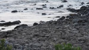 Парад пингвинов в Австралии