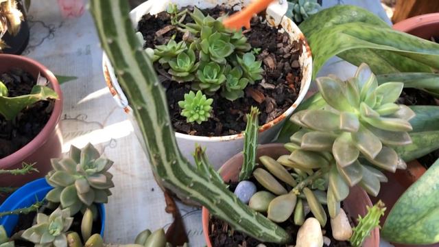 Duas Bancadas de Suculentas + Orquídeas e Folhagens Venham Ver 👀 смотреть онлайн