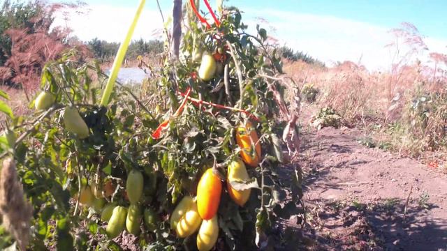Помидоры после небольшого мороза смотреть онлайн