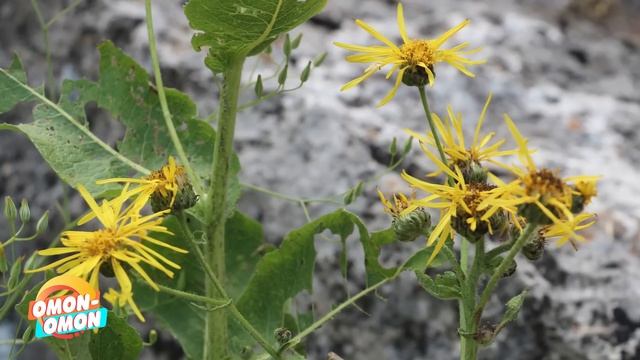 ҚОРА АНДИЗ - СУЯК ЕМИРИЛИШИНИНГ ОСОН ДАВОСИ! смотреть онлайн