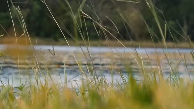 Встреча с МЕДВЕДЕМ в лесу, удивительная история! смотреть онлайн