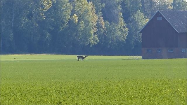 Майско-июньский 