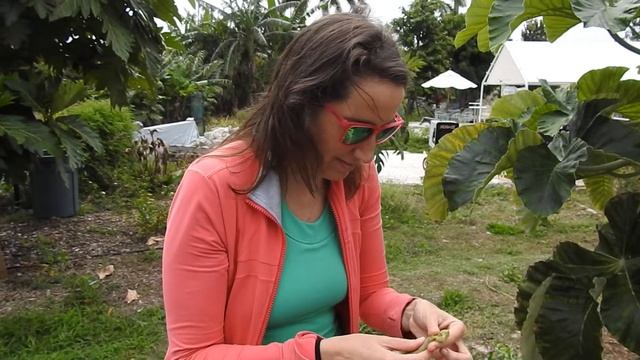 Grimal Grove - Florida Keys - Cecropia Fruit смотреть онлайн