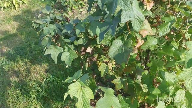 Продолжаем строить веранду.#купилизаброшеннуюдачу смотреть онлайн