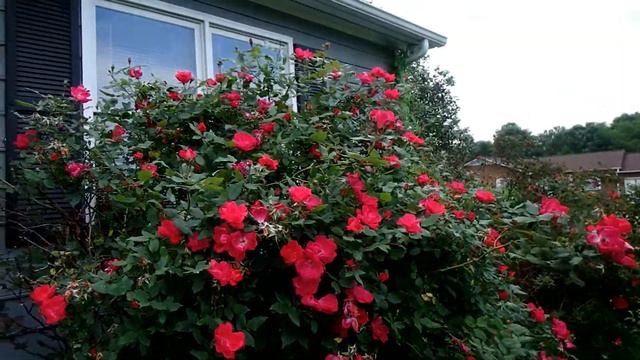 TIDY UP, TARGET, AND CHINESE FOOD | DITL VLOG смотреть онлайн