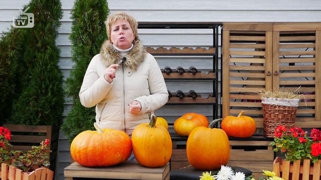 Тыква ? Сбор урожая и хранение ? Видео обзор HitsadTV