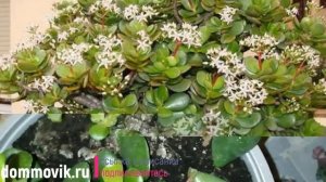 Почему листья денежного дерева опадают и чернеют?