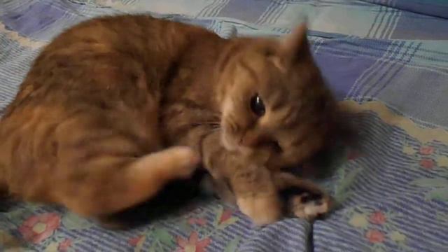 Избиение катушки! Кошка Ромашка бесится:) смотреть онлайн