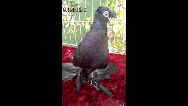 ДВУХЧУБЫЕ ЧЕРНЫЕ ЖЕЛТЫЕ БЕЛЫЕ ГОЛУБИ ► ГОЛУБИ ШЫМКЕНТА► ГОЛУБИ КАЗАХСТАНА ► Pigeons ► doves ► dov смотреть онлайн