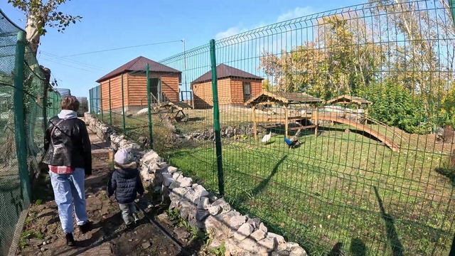 На Кристину напала ЛАМА. Как реагируют животные на звуки из телефона. ЗооПарк Большеречье смотреть онлайн