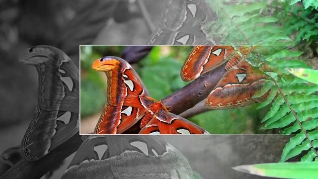 Butterfly Park - Benalmádena - Costa Del Sol