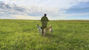 Курсинг…Бега…Борзые…Лорд и Леди…Тренировка…#grafbalas #питбульграф #dog