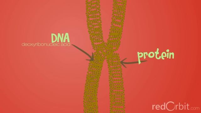 What is a Chromosome? смотреть онлайн