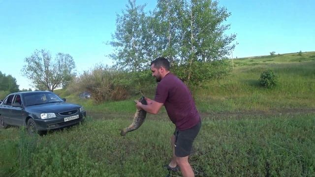 САЗАНЫ ПРУТ НА КУКУРУЗУ/ осваиваю карпфишинг #рыбалка #сазан смотреть онлайн