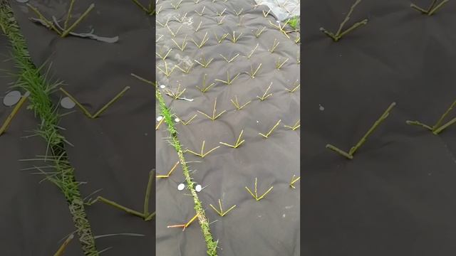 На сколько заглублять черенок ивы в землю при посадке. #ива #лоза #посадкачеренка #плантации смотреть онлайн