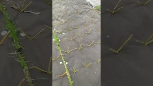 На сколько заглублять черенок ивы в землю при посадке. #ива #лоза #посадкачеренка #плантации