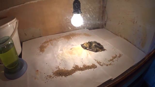 Вывод гусят Крупные серые гуси смотреть онлайн