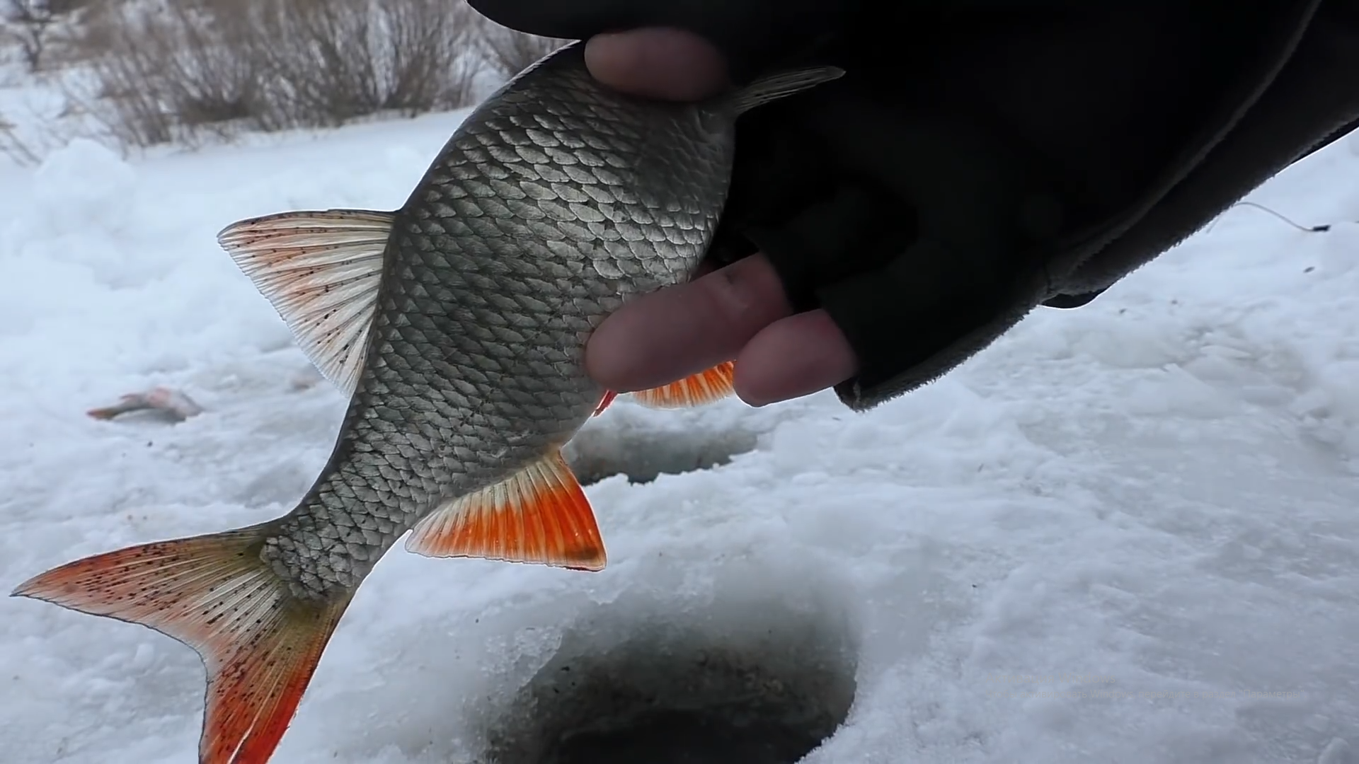 Зимняя рыбалка. Ловля плотвы зимой на донку в Глухозимье . Поклёвки Крупным Планом смотреть онлайн