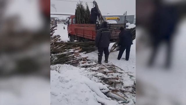 Зоосад «Приамурский» помог ликвидировать хабаровские свалки ёлок смотреть онлайн