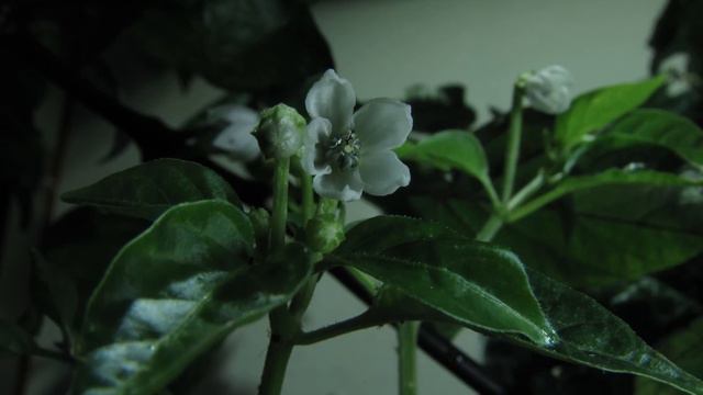 Fioritura di Numex twilight disturbata da insetti смотреть онлайн