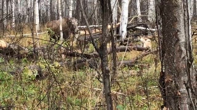западно сибирская лайка, работает по лосю смотреть онлайн