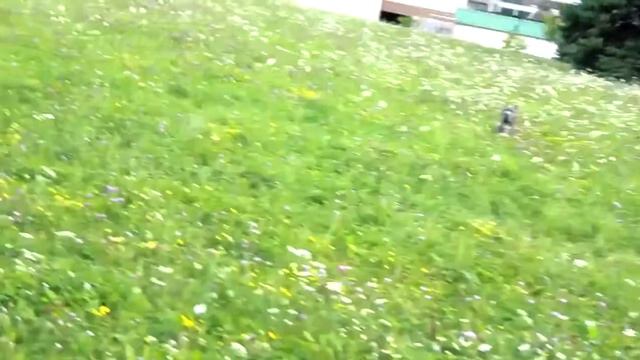 На что способен натренированный Питбуль смотреть онлайн