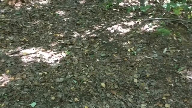 Gorham Mushroom Walk смотреть онлайн