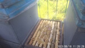 Качаем Белую акацию, делаем отводки.