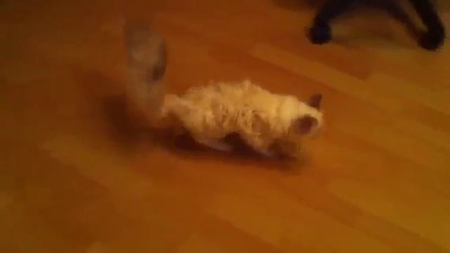 Persik cat walking (thrombembolia).MOV смотреть онлайн