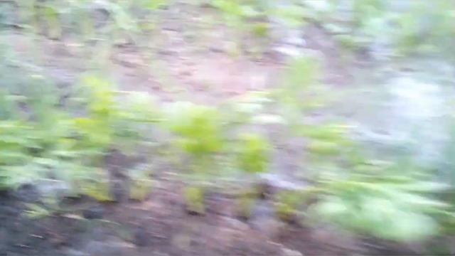 Лучшие соседи на грядке. смотреть онлайн