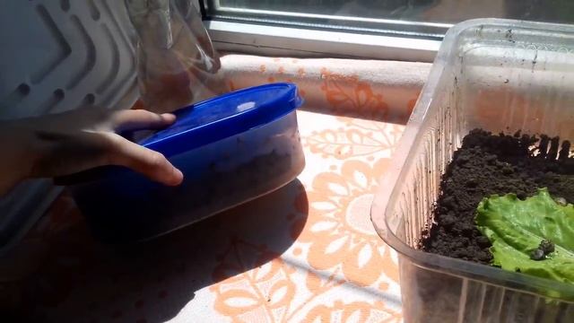 УЛИТЯТА ВЫЛУПИЛИСЬ! Малыши виноградной улитки. СОДЕРЖАНИЕ И УХОД. смотреть онлайн