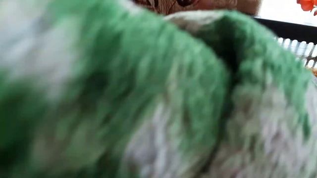 МОЙ СЕКРЕТ ПРОСТО ВЫРАСТИТЬ ЗЕЛЕНЫЙ ЛУК ЗЕЛЕНЬ НА ОКНЕ ВСЮ ЗИМУ @obovsemsmarusya смотреть онлайн