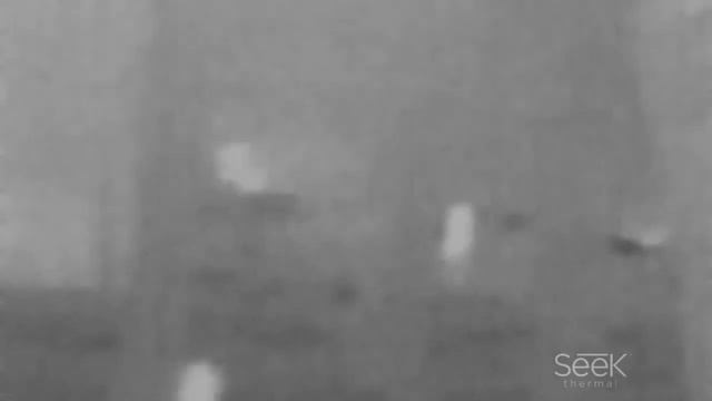 Seek Thermal XR - Собака, человек смотреть онлайн