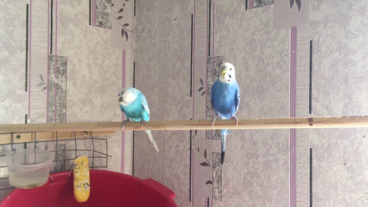 Яйца волнистых попугаев, хитрая больная самка!