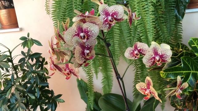 Чармер ???Самая долго цветущая орхидея !!! смотреть онлайн