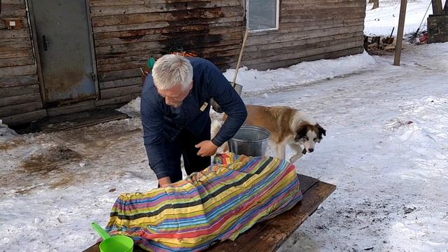 КАК ЗАБИТЬ, ОСМОЛИТЬ И ПОЧИСТИТЬ СВИНЬЮ || Вьетнамские вислобрюхие смотреть онлайн
