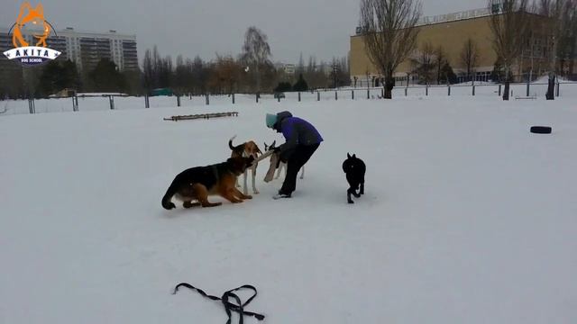 Набережные Челны площадка для дрессировки собак смотреть онлайн